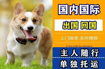 信阳市宠物托运公司信阳市宠物托运公司信阳市宠物托运公司