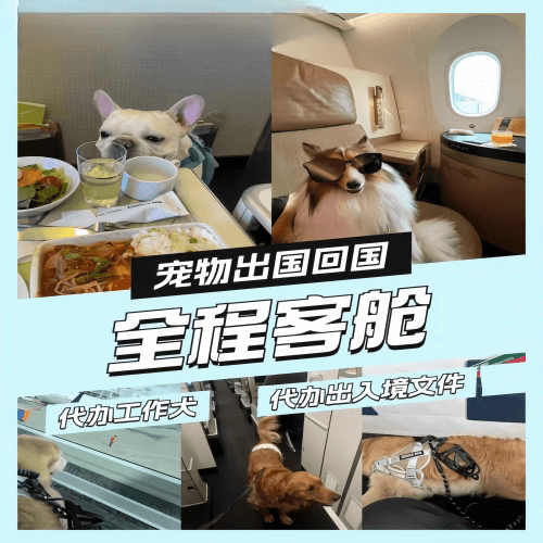 信阳市宠物托运到白俄罗斯宠物入境规定和要求